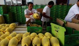 南疆吃瓜,探寻新疆特色美食之旅