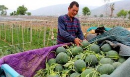 奈曼吃瓜,揭秘娱乐圈的甜蜜与苦涩