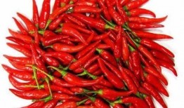 吃辣椒瓜的视频,辣味十足！辣椒瓜视频大揭秘