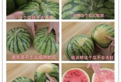 外国吃瓜的风景很美,外国吃瓜美景一瞥