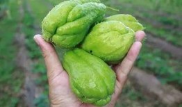 金乡金龙湾吃瓜事件,一场引发热议的社区冲突纪实