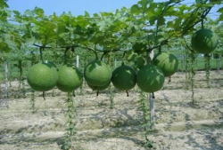 瓜萎孕妇可以吃吗,安全与适宜性分析