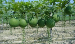 瓜萎孕妇可以吃吗,安全与适宜性分析