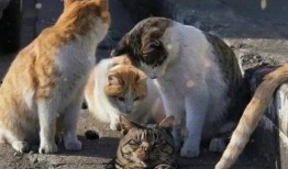 吃猫的水瓜,探寻神秘食材的奇妙魅力