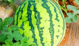 ppc泡泡吃瓜网,揭秘PPC广告背后的秘密与技巧