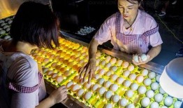 滑县牛屯吃瓜,瓜香四溢的夏日乡村风情