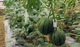 吊瓜用不用掐尖吃瓜,掐尖与否，美味尽在掌握之间