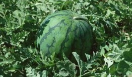 吃瓜尖歌曲,揭秘娱乐圈背后的秘密与真相