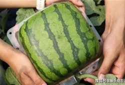 网上吃瓜的结果,揭秘近期热门吃瓜事件背后的真相