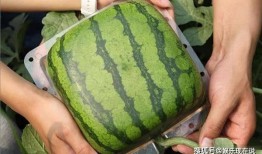 网上吃瓜的结果,揭秘近期热门吃瓜事件背后的真相