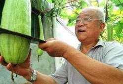 山东潍坊吃瓜被砍