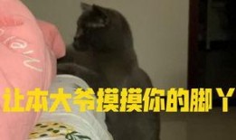 道具 吃瓜的小猫,揭秘吃瓜小猫的趣味生活