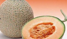 老爸老妈吃哈密瓜好不好,爸妈健康生活的甜蜜选择