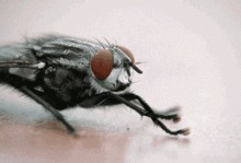 吃瓜的苍蝇是什么,揭秘娱乐圈的幕后真相