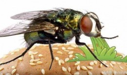 吃瓜的苍蝇是什么,揭秘娱乐圈的幕后真相