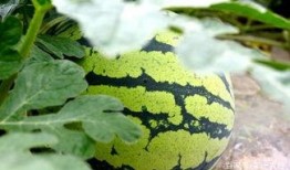 看瓜和吃瓜古诗大全集,品读看瓜与吃瓜古诗大全集的瓜趣人生