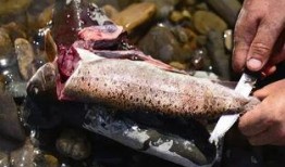 俄罗斯钓鱼吃瓜视频,揭秘神秘渔村生活