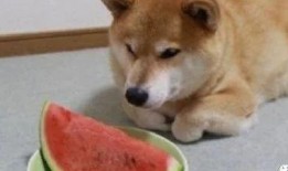 萌宠也吃瓜,一起看看宠物界的“吃瓜”风云