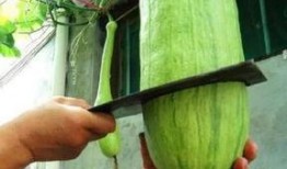 山东潍坊吃瓜被砍