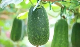 用什么吃瓜,探索各式“吃瓜”利器