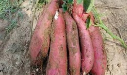 土瓜怀孕可以吃吗,孕期安全食用解析