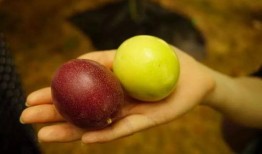 黑色吃瓜群,揭秘网络社交背后的秘密世界