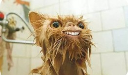 吃猫的水瓜,探寻神秘食材的奇妙魅力