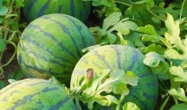 韩国为什么吃瓜,吃瓜背后的文化现象与心理动因