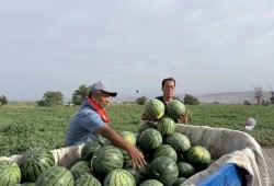 798集体吃瓜,揭秘艺术圈背后的故事