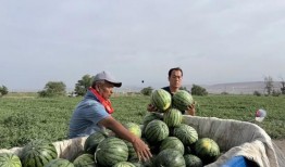 798集体吃瓜,揭秘艺术圈背后的故事