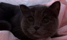 道具 吃瓜的小猫,揭秘吃瓜小猫的趣味生活