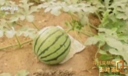 吃瓜里面的人,揭秘娱乐圈背后的酸甜苦辣