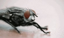 吃瓜的苍蝇是什么