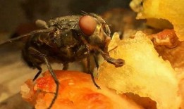 吃瓜的苍蝇是什么,揭秘娱乐圈的幕后真相