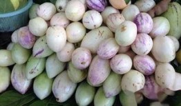 茄瓜孕妇可以吃,茄瓜——孕妇的理想食材