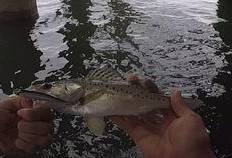 俄罗斯钓鱼吃瓜视频,揭秘神秘渔村生活