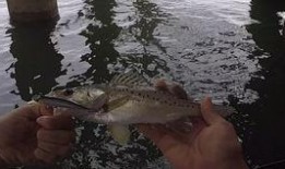 俄罗斯钓鱼吃瓜视频,揭秘神秘渔村生活