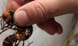 吃瓜的野蜂,揭秘蜂群中的神秘生活