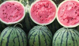 吃鸡卡泡瓜,揭秘游戏中的美食奇遇