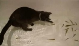 吃猫的水瓜,探寻神秘食材的奇妙魅力